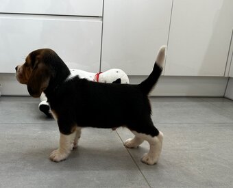 Beagle szczeniak - 6