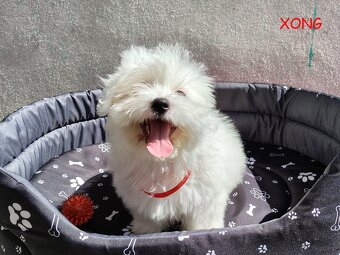 SUCZKA biała Coton De Tulear szczenię ZHPR UCI Kraków - 6