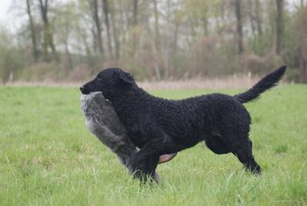 Szczenięta curly coated retriever ZKwP/FCI - 6