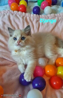 Ragdoll s PP - 6