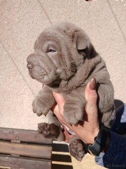 Sharpei, shar pei s PP - 6