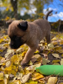 Owczarek belgijski - 6
