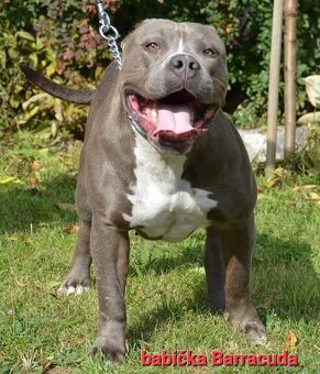 American bully XL suczka dostępna do odbioru - 6