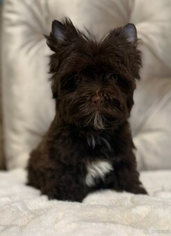 York Czekoladowa Barbi z Bajki. Dokumenty. Hodowla z Bajki. - 6