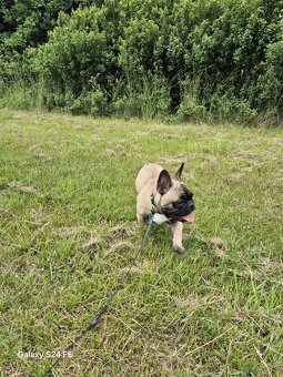 Buldog Francuski - 6