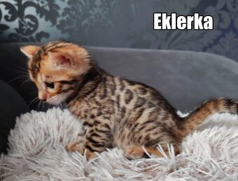 Kotka bengalskie z rodowodem - 6