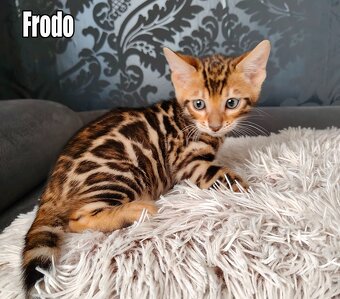 Kocięta bengalskie z rodowodem - 6