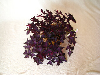 Szczawik trójkątny purpurowy na taras do mieszkania oranżeri - 6