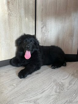 Owczarek niemiecki długowłosy czarny FCI - 6