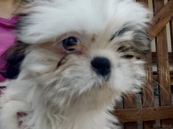 Suczka mieszanka pekińczyk -shih tzu - 6