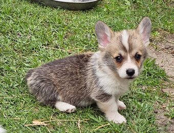 Kto pokocha szczenię Welsh Corgi? - 6