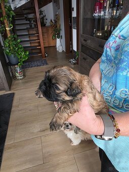 Sprzedam śliczne szczeniaczki rasy shih tzu - 6