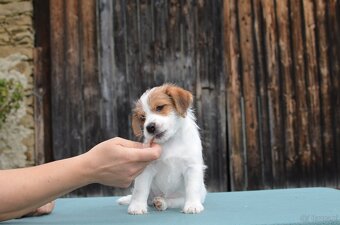 Jack Russell Terier  FCI s PP - 6