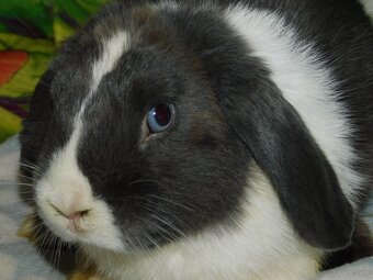 Niebieskie baranki mini lop - 6