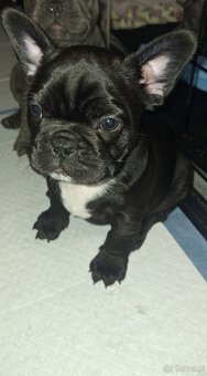 Buldog francuski szczeniaki - 6