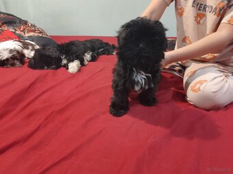 Sprzedam psy rasy Shih Tzu - 6