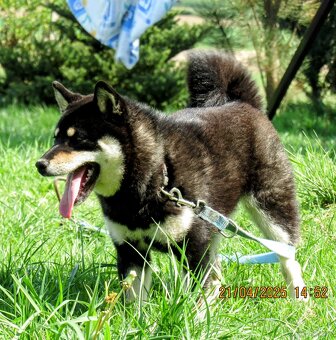 Shiba Inu, dziesięciomiesięczna suczka, czarna-podpalana - 6
