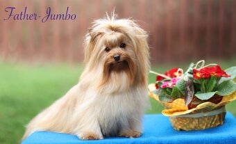 Yorkshire Terrier - 6