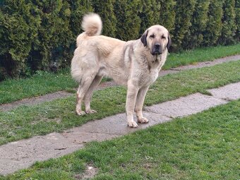 Tureckí kangal - 6