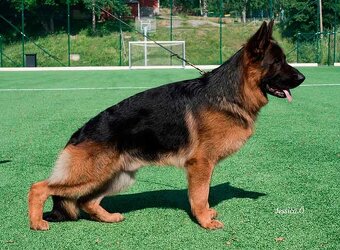 Owczarek niemiecki krótkowłosy szczeniak ZKwP/ FCI - suczka - 6