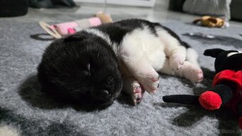 Akita amerykańska - 6