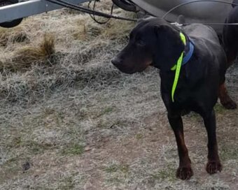 Reproduktor rasy GOŃCZY POLSKI tropiciel zaprasza suczki - 6