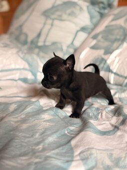 Chihuahua piękny samiec xxs - 6
