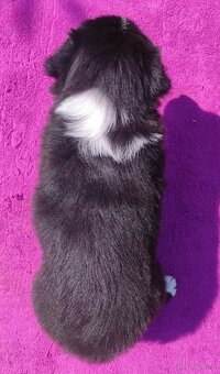 Piękna Rasowa suczka z pełną dok. - Szczeniak BORDER COLLIE - 6