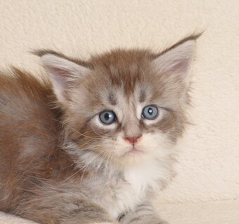 Śliczny kocurek Maine Coon - 6