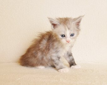 Przepiękna koteczka Maine Coon - 6