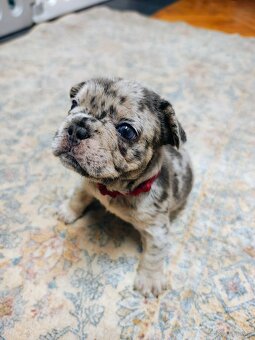 Buldogi francuskie - 6