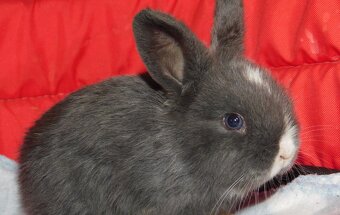 Cudne baranki niebieskie mini lop - 6