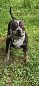 American bully xl - 6