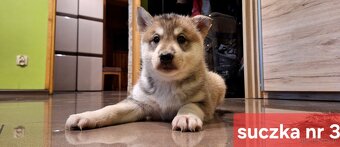 Szczeniaki Łajka zachodnio-syberyjska ZKwP FCI - 6