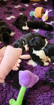 Amerikan Akita - excellent puppies - 6