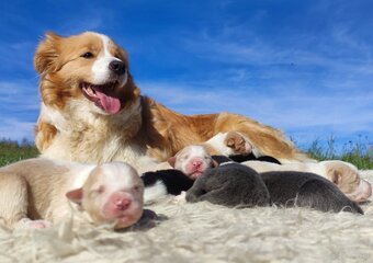 Piękna suczka HELGA - BORDER COLLIE z pełną dok. super rodzi - 6