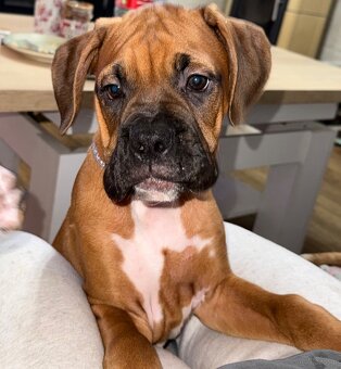 Bokser szczeniaki - 6