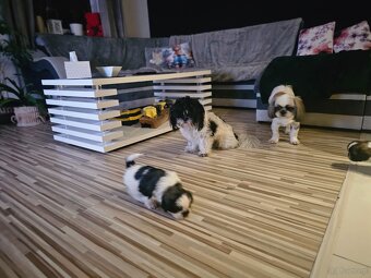 Shitzu suczki tricolor - 6
