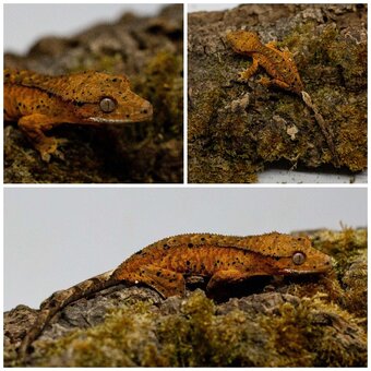 Gekony orzęsione (ciliatus) + akcesoria GeckoSVK - 6