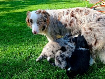 Border Collie czarno biała i Blue Merle - 6