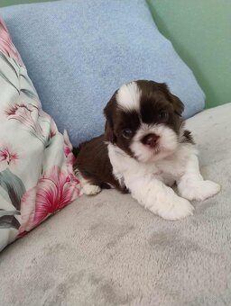Pieski shihtzu - 6