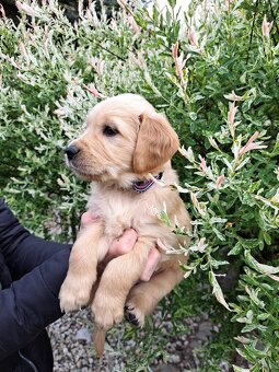 Szczenie golden retriever - 6