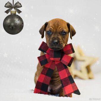 Rhodesian Ridgeback z rodowodem - 6