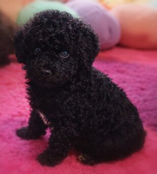 (Spanish Water Dog) Hiszpański pies dowodny szczeniaki - 6