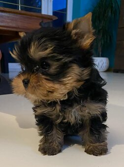 Yorkshire terrier - 6