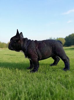 buldog francuski - 6
