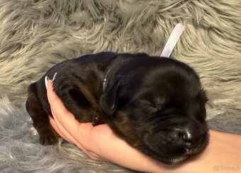 Owczarek Francuski Briard - 6