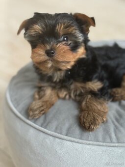 Yorkshire terrier - 6