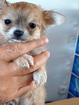 Chihuahua Długowłosa Maleńka Dziewczynka - 6