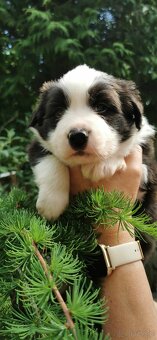 Border Collie FCI /ZKwP - 6